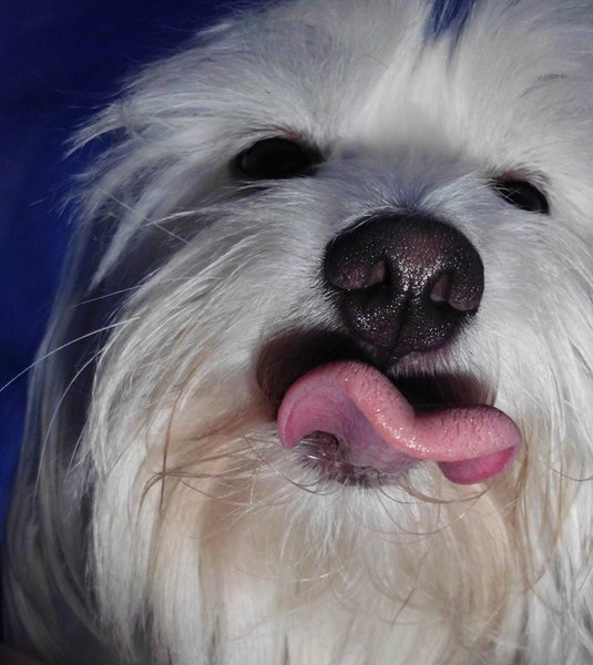 Môžu jesť psi jablká?