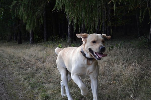 Päť vecí, na ktoré si dať pozor, než vyrazíte so psom na bicykel