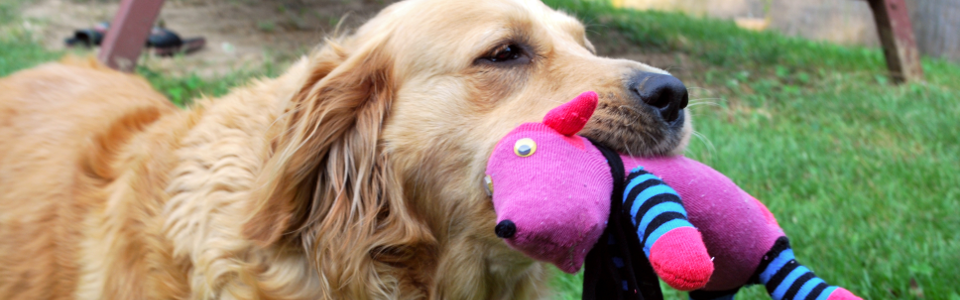 Ponožkové pes, už ste o ňom počuli?