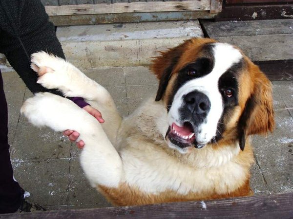 Štvrtina psov a mačiek v SR trpí obezitou