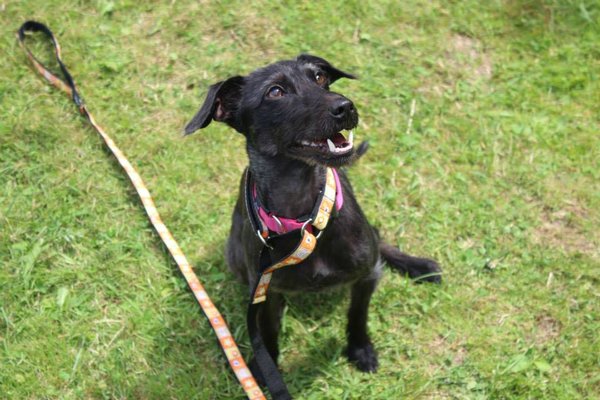 Kladniansky oriešok 2015