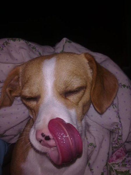 Čo dokáže psie nosy