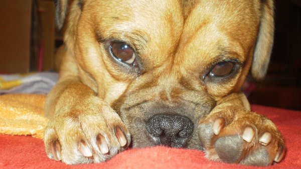 Pozvánka na veľtrh FOR PETS