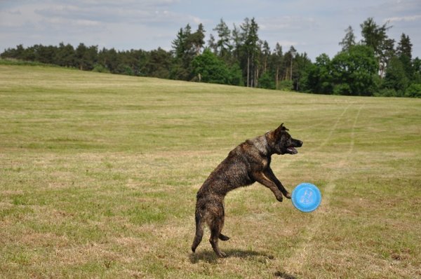 10 najkrajších fotiek psíkov v lete
