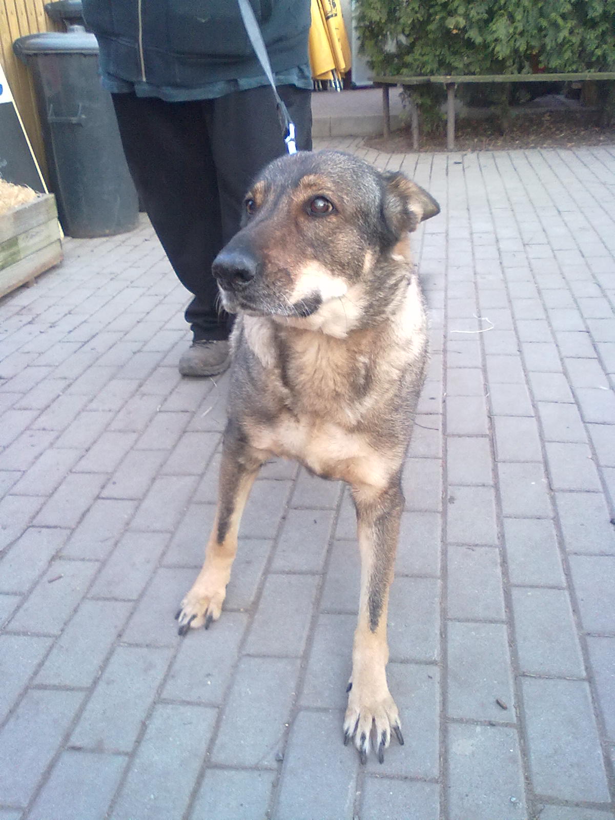 Sára hľadá nový domov