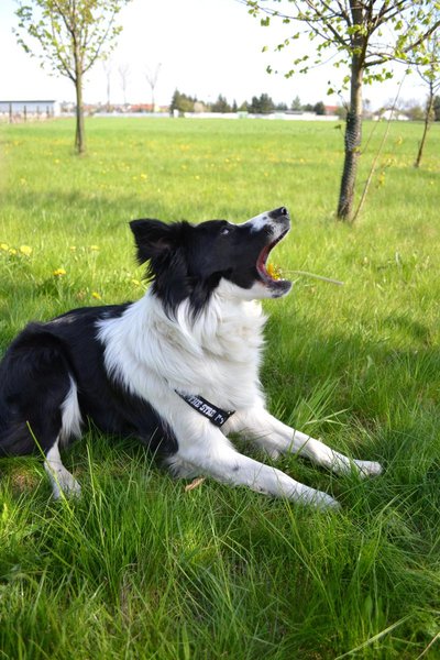 výber antiparazitík