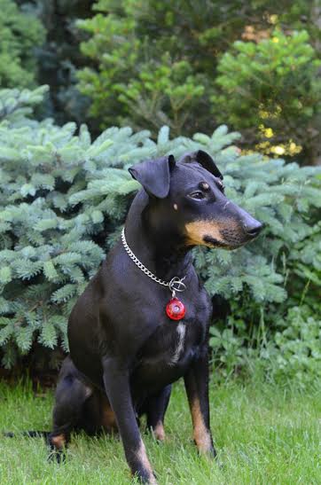 Novinka: elektronický repelent