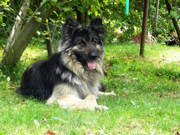 Náhrada škody pri pohryznutí