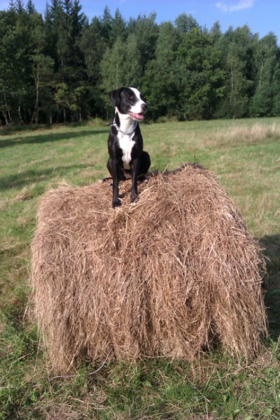 Správne odstránenie kliešťa