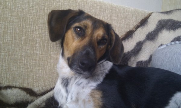 Ľanové semienko je vhodné aj pre psy