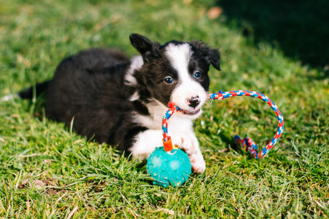 Výber psa podľa spôsobu života