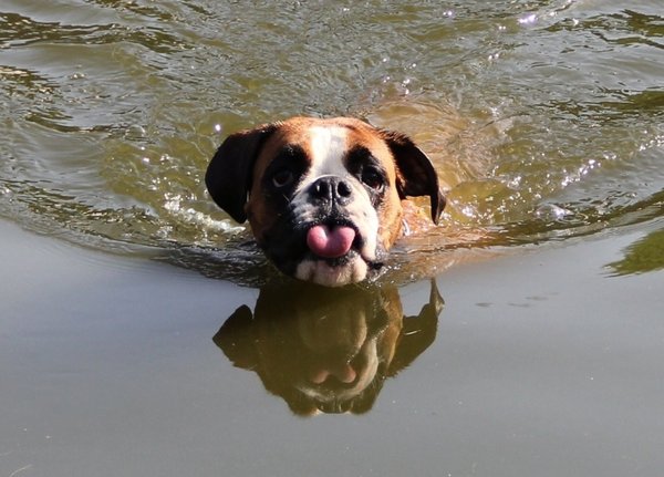 15 dôkazov, že psy vodu jednoducho milujú