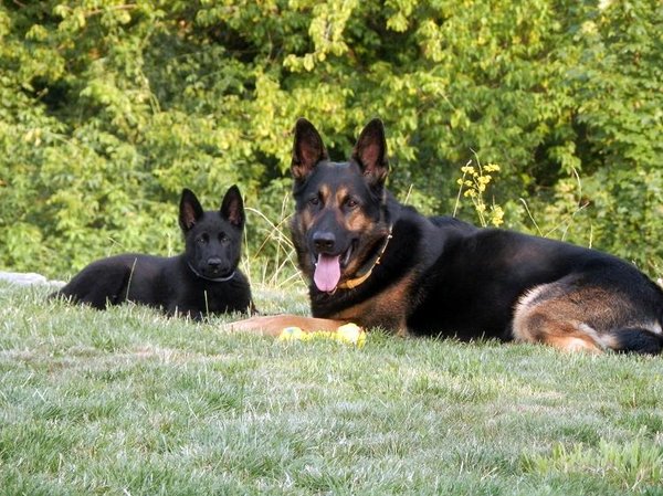 Ochorenie prenášané parazitmi - reálne prípady z ordinácie