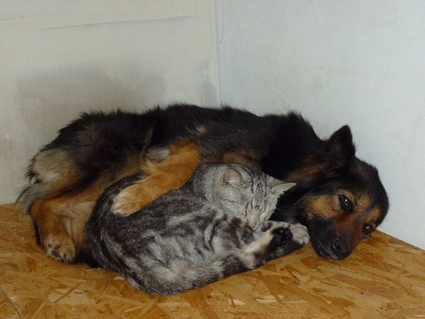 Pozor na antiparazitiká, mačka nie je malý pes