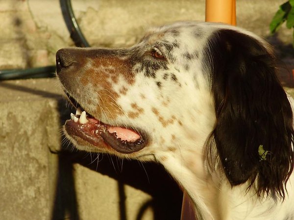 Čistíte zuby svojmu psovi?