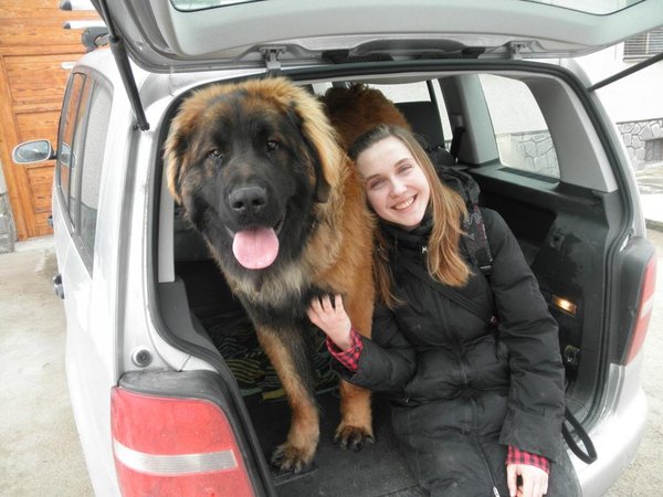 O cestovanie so zvieratami