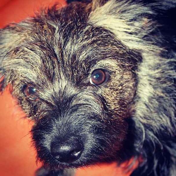 Pozvánka: Beseda o BARFování