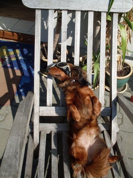 Slnečné okuliare pre psa