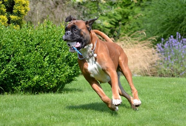 Prečo sa naháňa za vlastným chvostom?