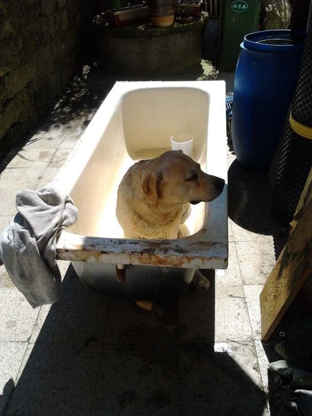 Horúčava netrápi len nás, ale aj psy a mačky