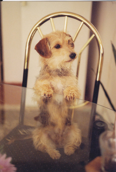 Štyri ľudská jedla, ktoré psovi nikdy nedávajte