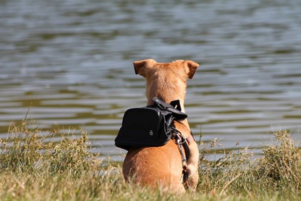 Balíme batožina pre psa a mačku