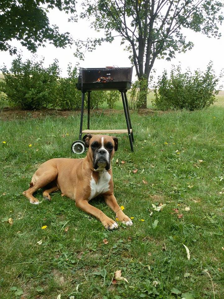 Chcete sa stať psie pestúnkou?