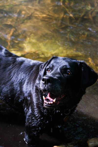 Počas horúčav nezabúdajte na pitný režim psov