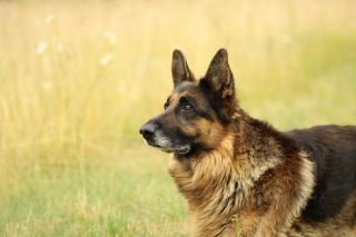 Nový kanál o domácich miláčikoch začne vysielať na jeseň