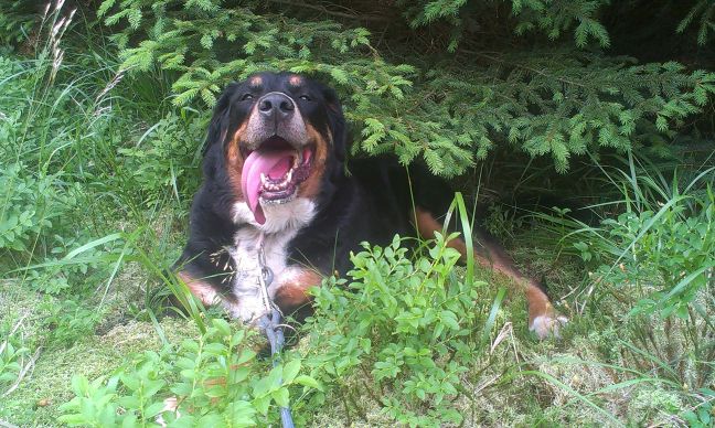 zrýchlené dýchanie