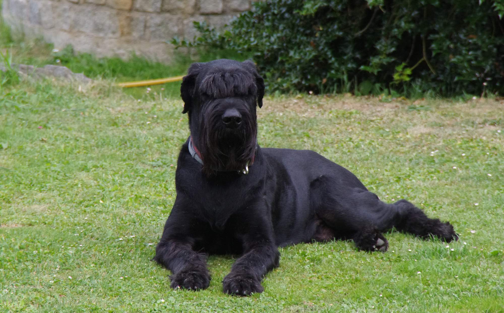 Úprava pelechu pred spaním