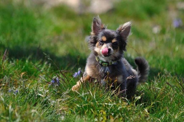 Nervózny olizovanie papule