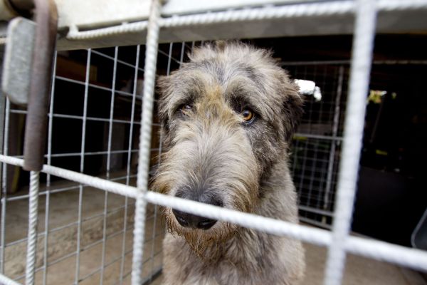 Pol roka plné misky 5000 psov a 3500 opustených mačiek