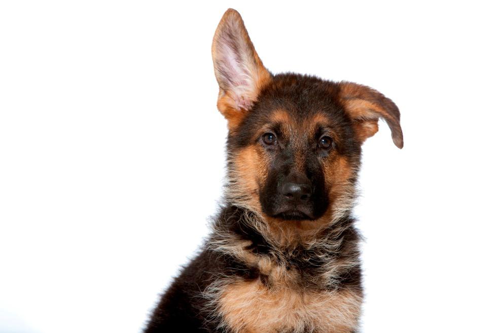 7 mýtov o kastrácii