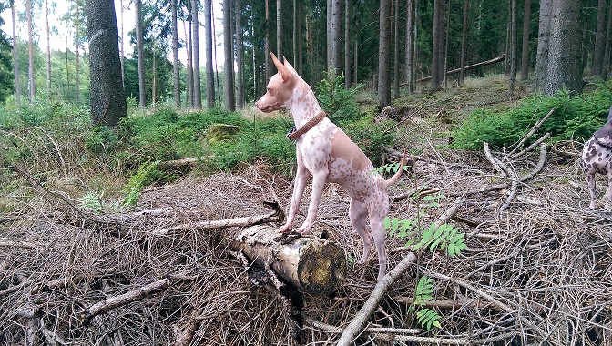 Prečo hovoriť so zvieratami? Plzeň čaká Unikátny inscenácia o medzidruhových vzťahoch.