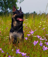 Elektronické výcvikové obojky