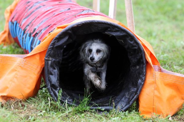 Stredočeský Monínec bude patriť 19. až 20. septembra psom