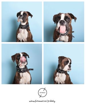 Opustenie psy sa bavili vo fotobudce, pozrite sa, ako im to pristalo