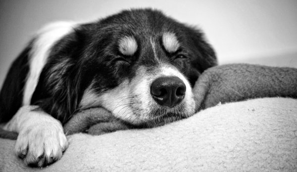 4 predpoklady správneho výcviku