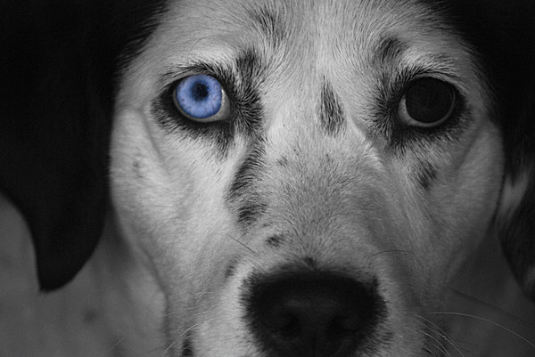 CATAHOULA z celej Európy sa predstaví na Mitrovska dvore