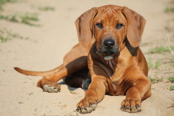 Ako docieliť krásne srsti?