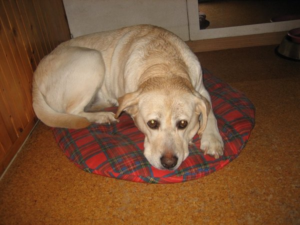 5 signálov, že váš pes trpí depresiou