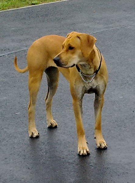 V septembri sa stratil rekordný počet domácich maznáčikov