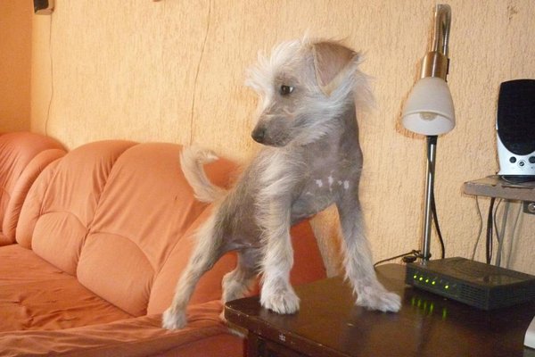 Pozvánka: Prednášky Ing. Pavla Bradáča v sídle Nadácia na ochranu zvierat