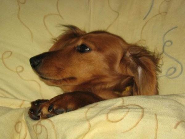 Aj psa dokáže potrápiť prechladnutia. Pomôžte mu!