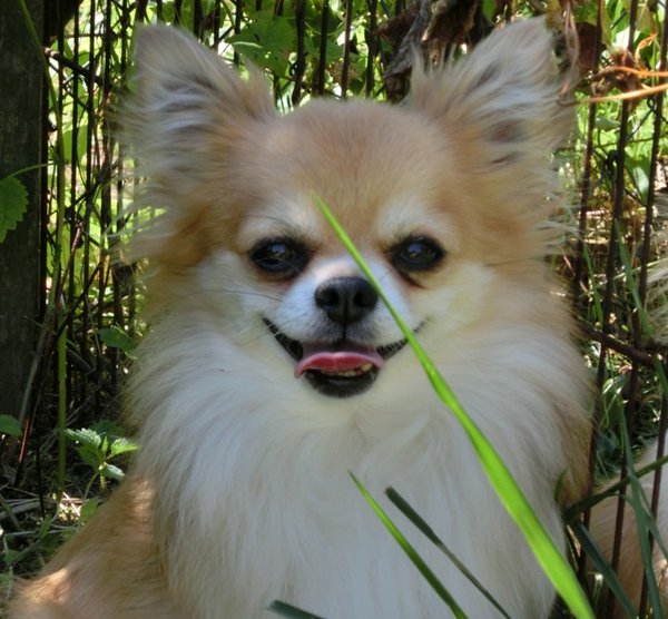 Šetrná liečba zápalov v tlame