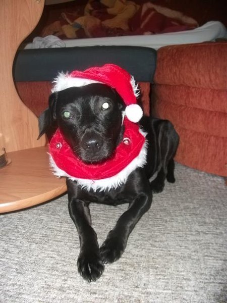 Tipy na vianočné darčeky pre psov