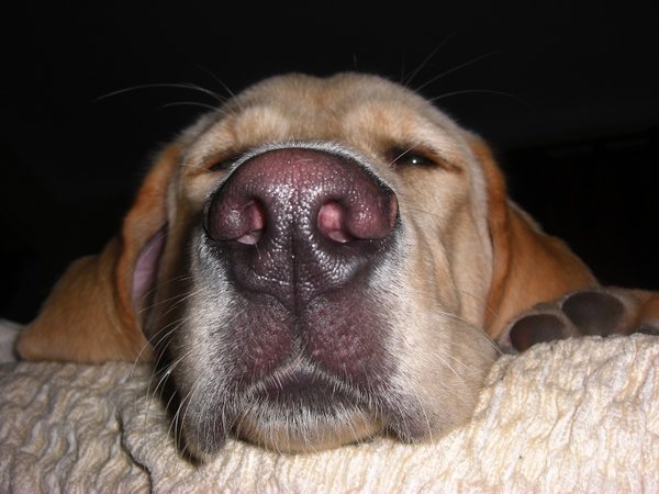 Vyžierania odpadkového koša