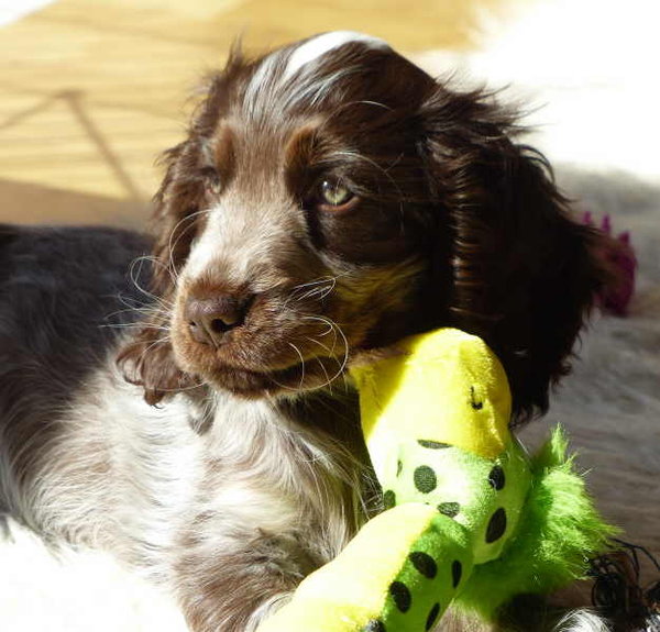 Vianočné sušienky pre psov