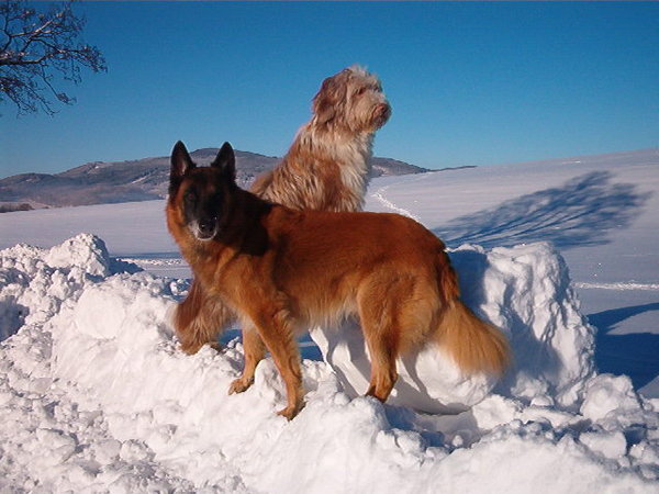 Kladenie hlavy na iného psa